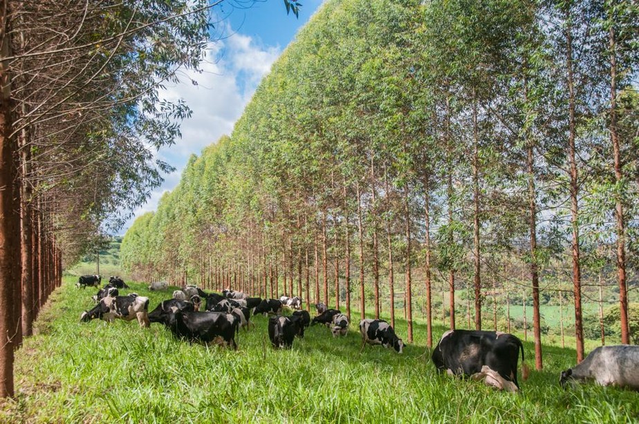 Incentivar a integração lavoura-pecuária-floresta é umas das ideias do governo para reforçar o apoio a práticas sustentáveis no Plano Safra