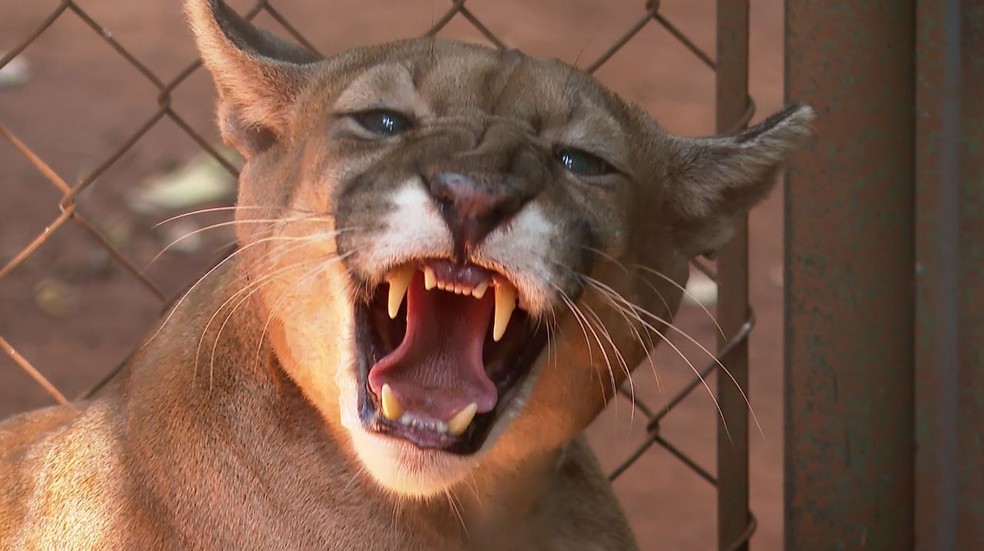 Onça parda passou por exames no zoológico de Guaíra, SP — Foto: Reprodução/EPTV