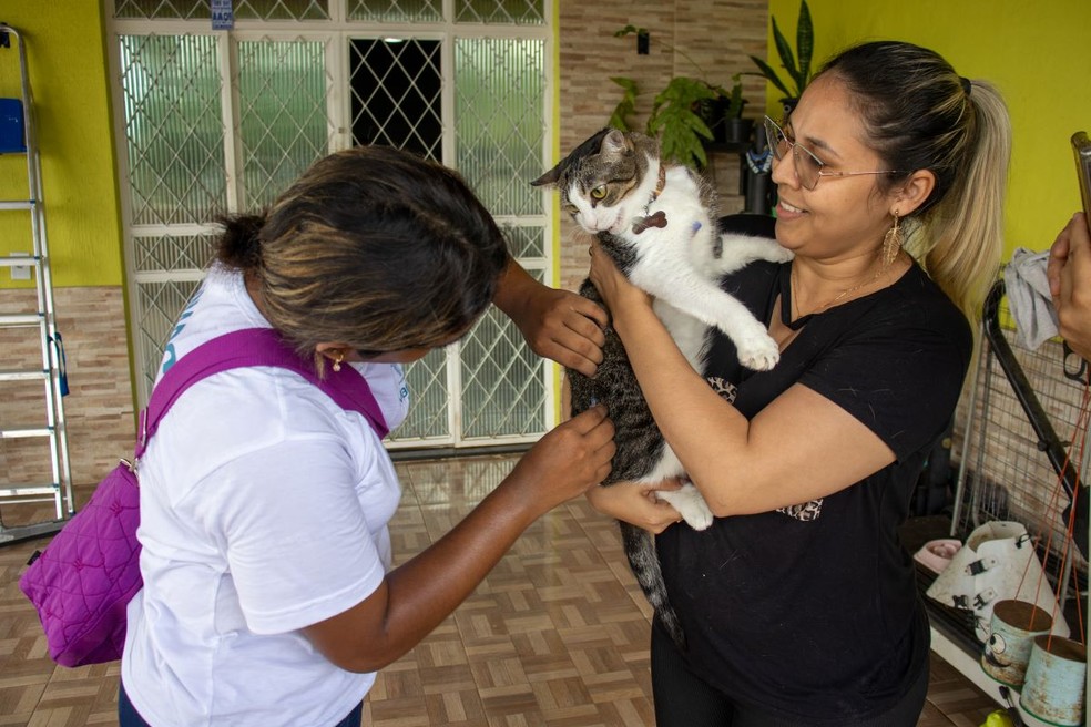 Prefeitura de Manaus promove castração de gatos e vacinação antirrábica no Jorge Teixeira — Foto: Divulgação/Semsa 