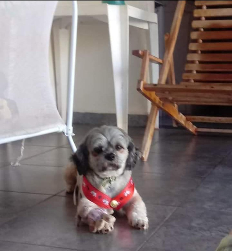 Pet morreu em pet shop de Campo Grande.  — Foto: Rosane Martins/Arquivo Pessoal