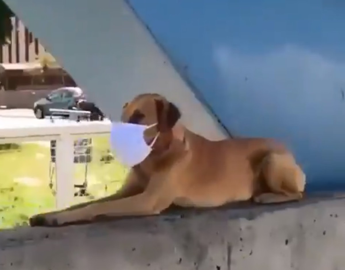 Vídeo de cachorro usando máscara em ponte de Juiz de Fora viraliza nas  redes sociais | Zona da Mata | G1