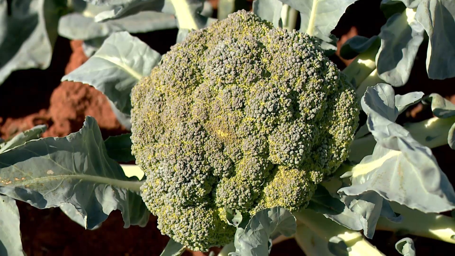 Produtores cultivam brócolis, típico em regiões frias, no meio de plantação de pimenta no Norte do ES