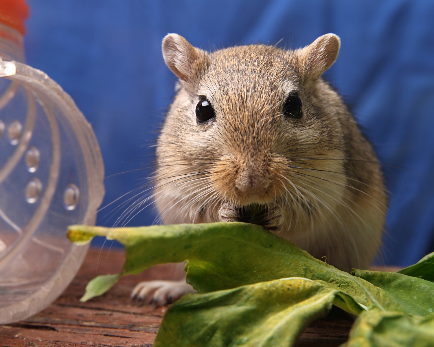Estes roedores costumam se alimentar de folhas (Foto: Canva/Creative Commons)