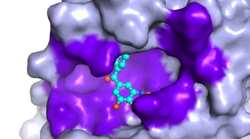 Em azul, composto ativo de medicamento já disponível nas farmácias interage com proteína fundamental para o ciclo de vida do coronavírus, em roxo (Foto: LNBio)