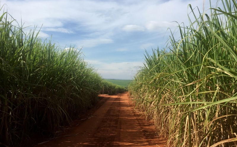 Cultivo de cana-de-açúcar em Ribeirão Preto (SP) (Foto: REUTERS/Marcelo Teixeira)