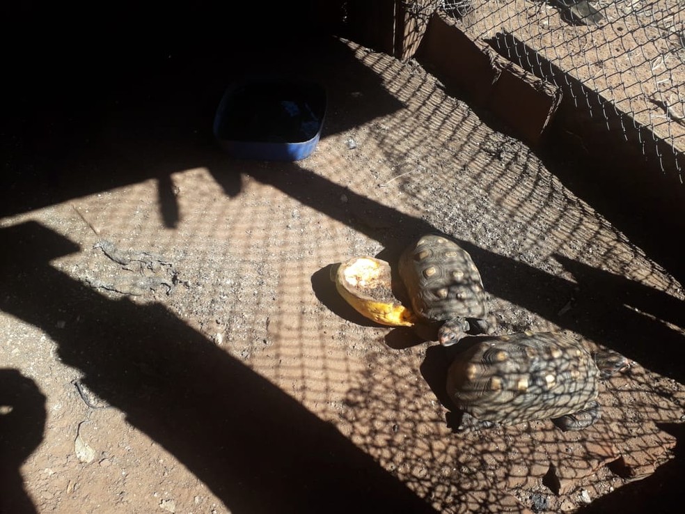Jabutis-piranga foram localizados em uma chácara, em Panorama — Foto: Polícia Ambiental