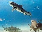 Veja tubarão com câmera de R$ 40 mil e outros ladrões do mundo animal