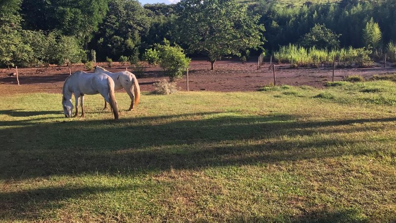 brumadinho-cavalos-salvos (Foto: Arquivo pessoal)