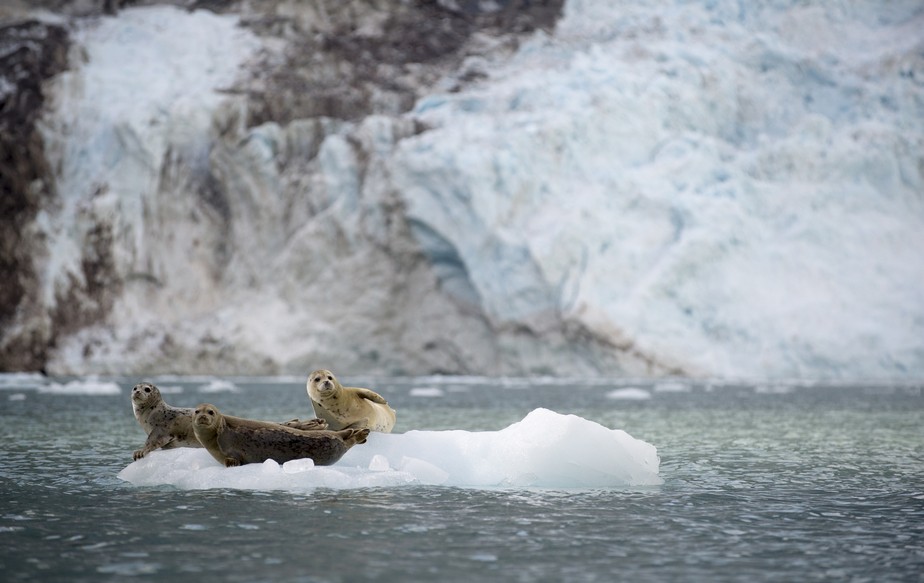 O derretimento de geleiras coloca em risco a vida marinha