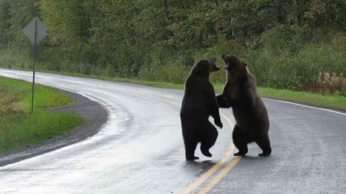 Ursos são flagrados durante briga no Canadá (Foto: Reprodução/Facebook)