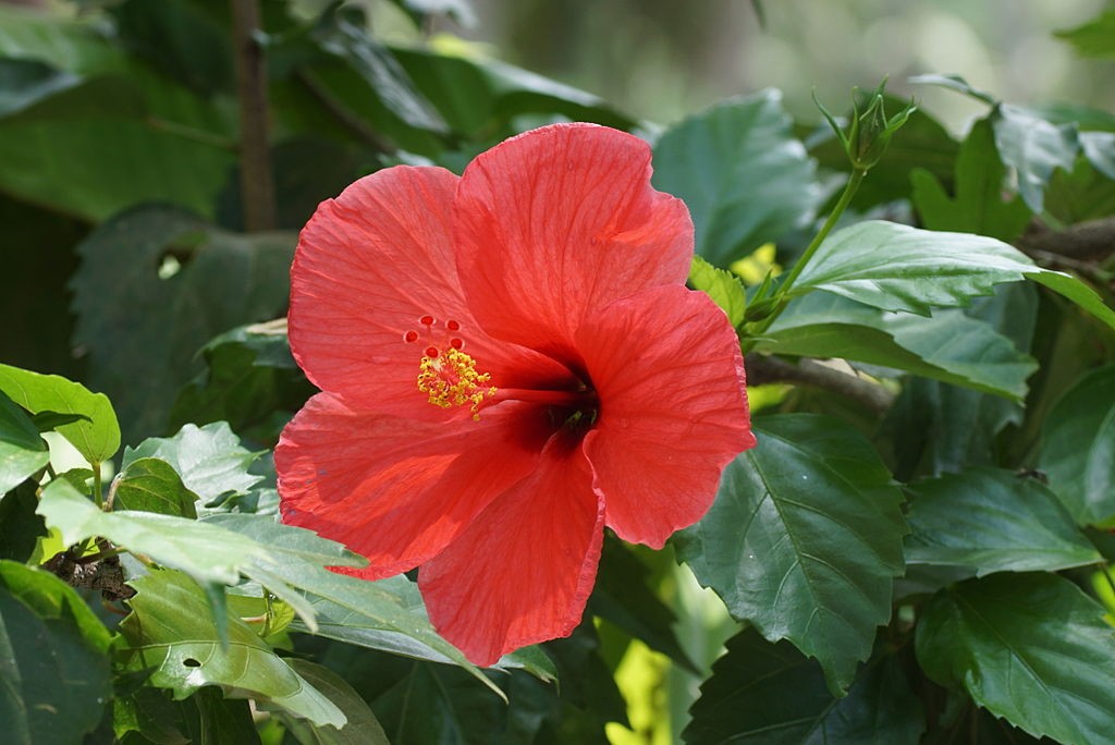 Hibisco - Hibiscus sp. (Foto: Wikimedia Commons / Creative Commons)