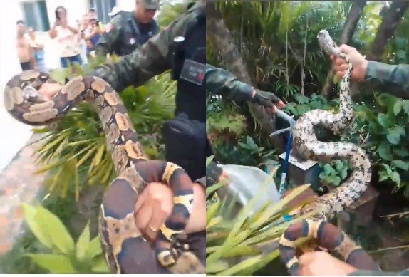 VÍDEO: Jibóia de mais de 2 metros é capturada dentro de residencial em Belém 