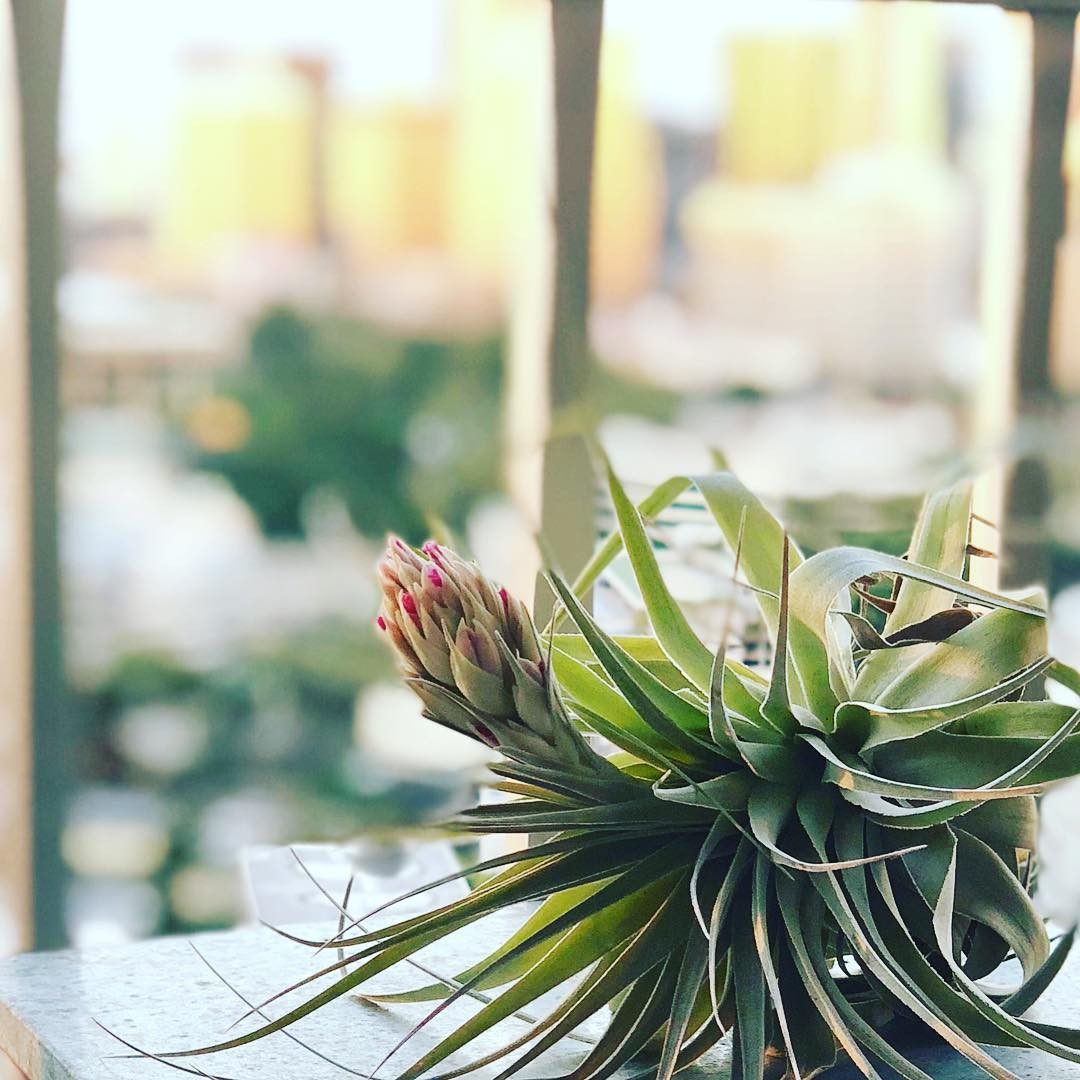 A floração da Tillandsia stricta no registro de @workhardplanthard (Foto: Instagram/Reprodução)