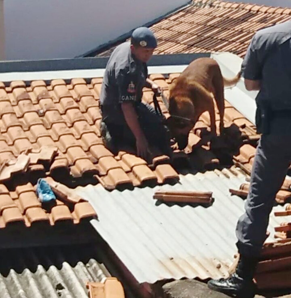 Se não fossem encontradas pelos cães, drogas ainda poderiam estar nas ruas (Foto: Polícia Militar/Cedida)