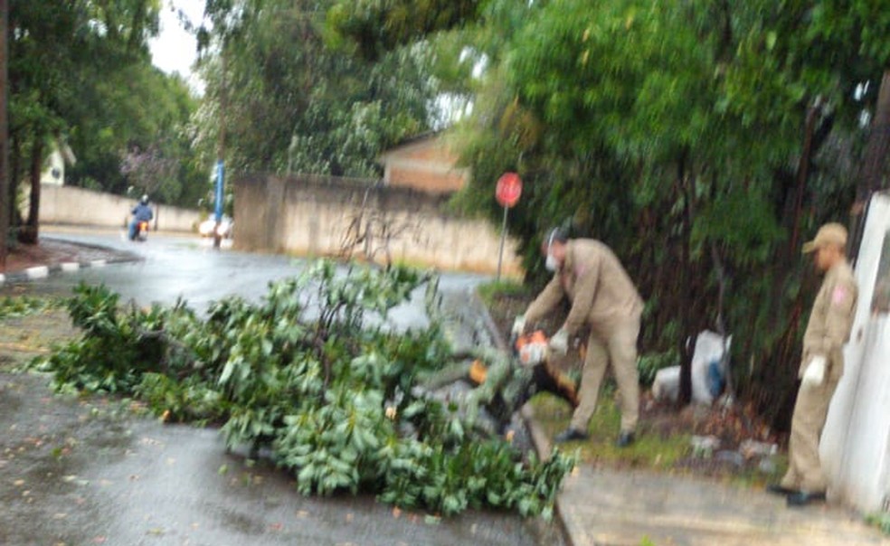 Temporal derrubou árvores em Martinópolis — Foto: Defesa Civil de Martinópolis