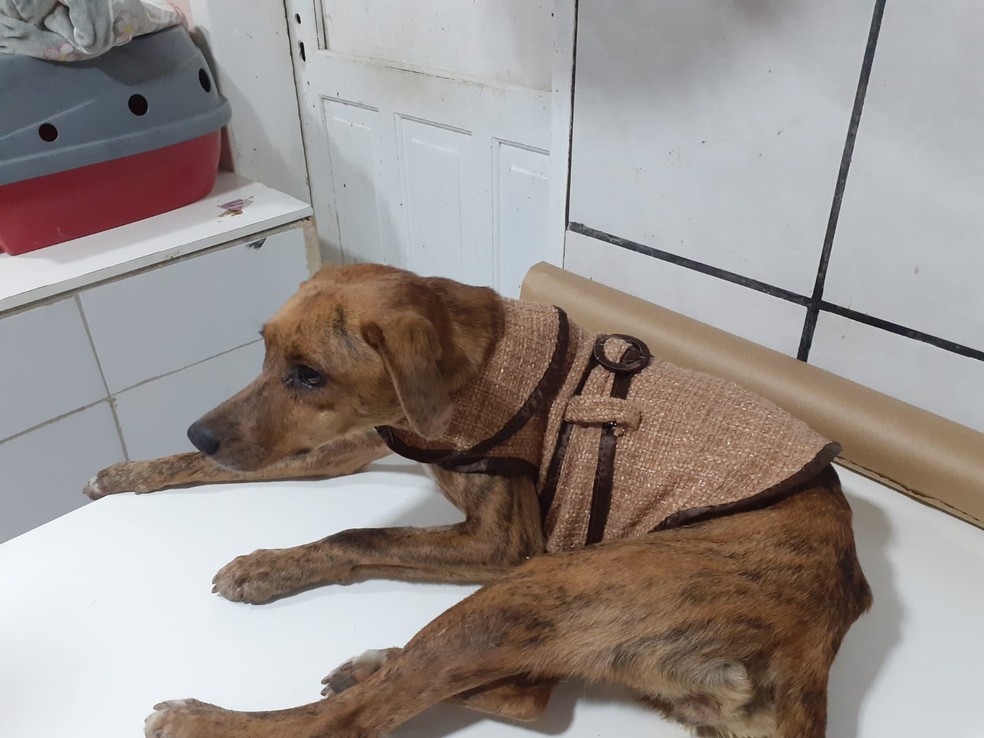 Cachorra Terrinha após resgate, deitada — Foto: ONG Protetores dos Animais de Bombinhas/Divulgação