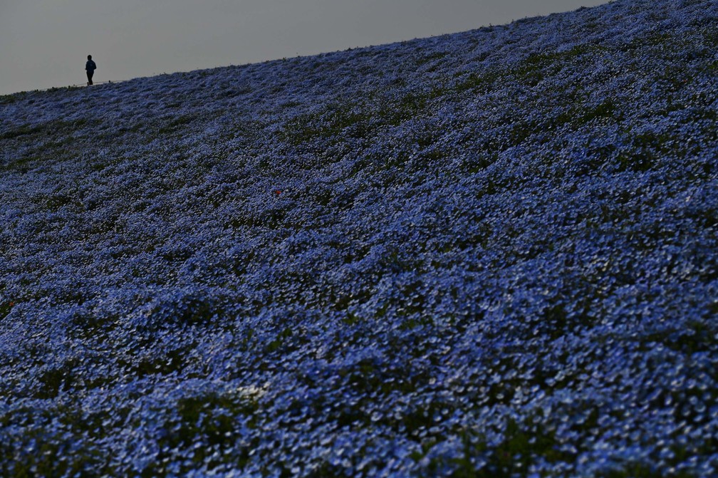 Uma pessoa caminha perto de um campo de flores nemophila no Hitachi Seaside Park, em Hitachinaka, no Japão — Foto: Charly Triballeau/AFP