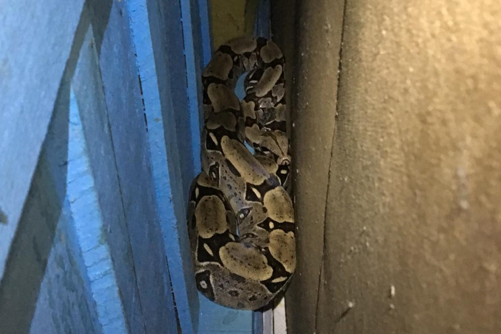 Cobra de cerca de 2 metros foi encontrada atrás do guarda-roupas em uma residência de Monte Negro — Foto: Rondonia24h/Reprodução