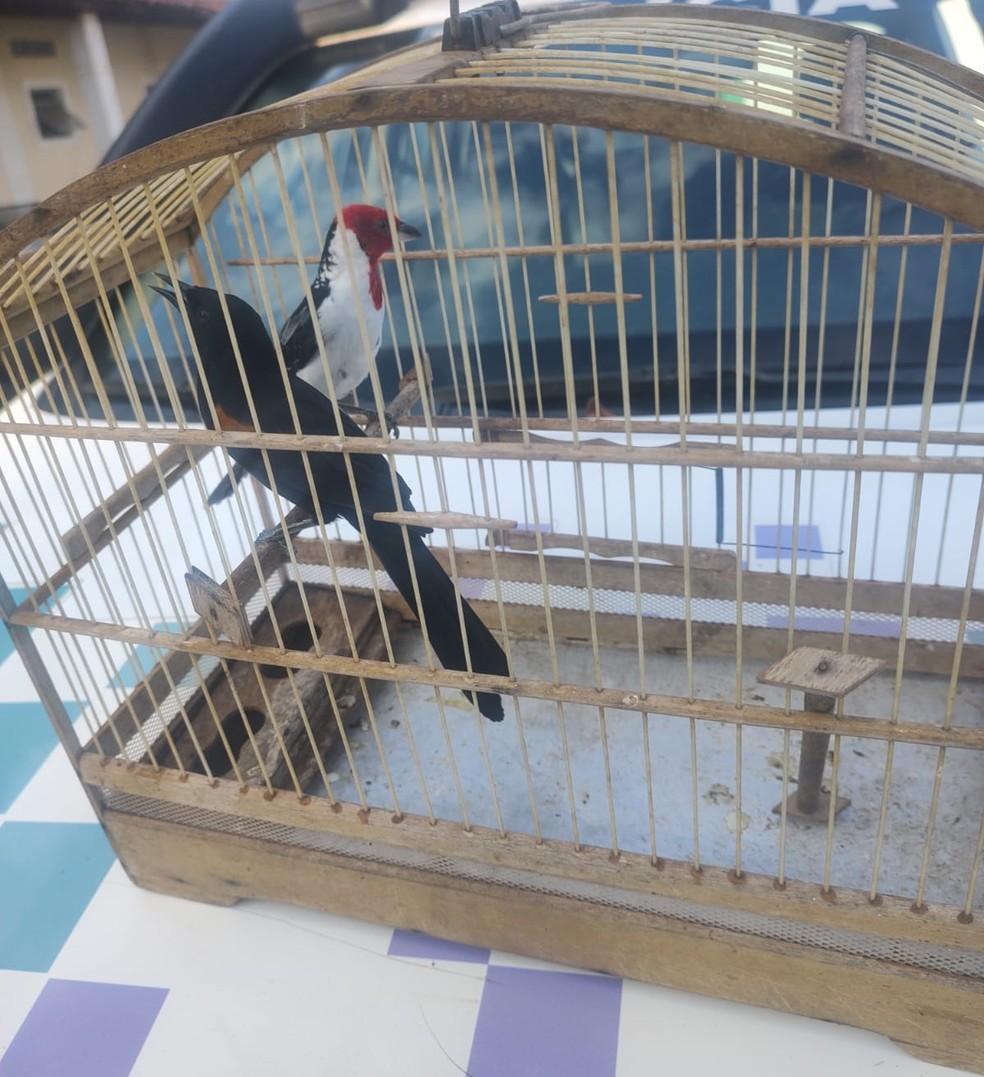 Aves silvestres eram mantidas em cativeiro em Adamantina (SP) — Foto: Polícia Militar Ambiental