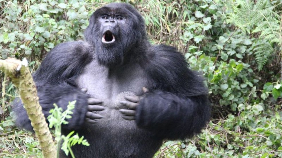 Golpes no peito podem ser ouvidos a um quilômetro de distância e são uma forma de comunicação e identificação. — Foto: Dian Fossey Gorilla Fund PA Wire