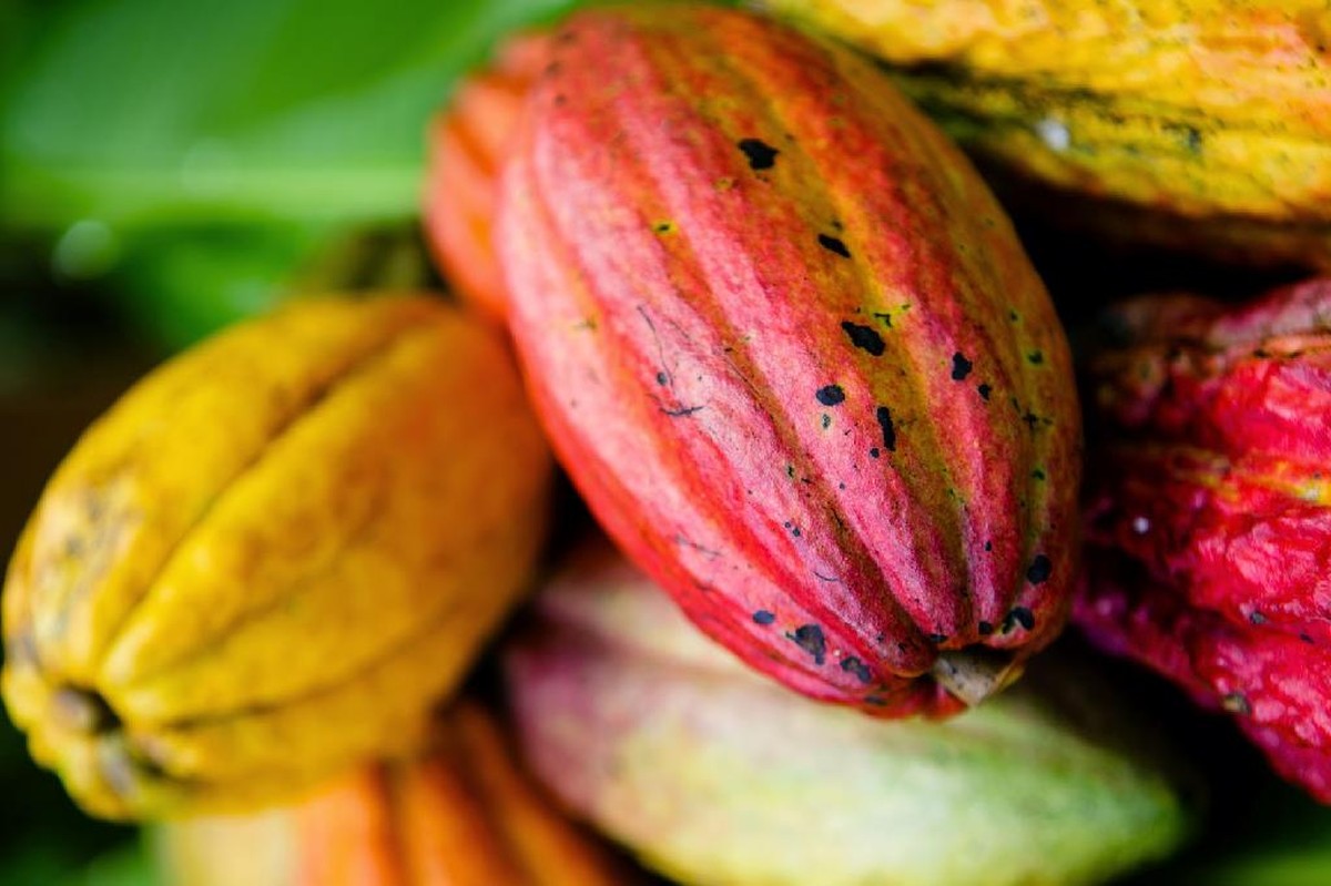 Você sabe tudo sobre a produção de cacau na Bahia? Teste seus