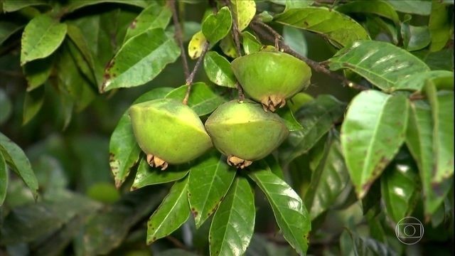 Dia da Mata Atlântica: de cambuci a uvaia, conheça 5 frutos em risco de extinção no bioma thumbnail