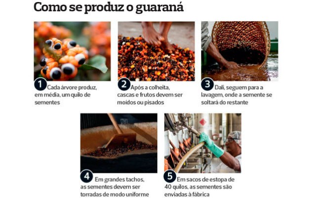 agricultura_guarana (Foto:  )