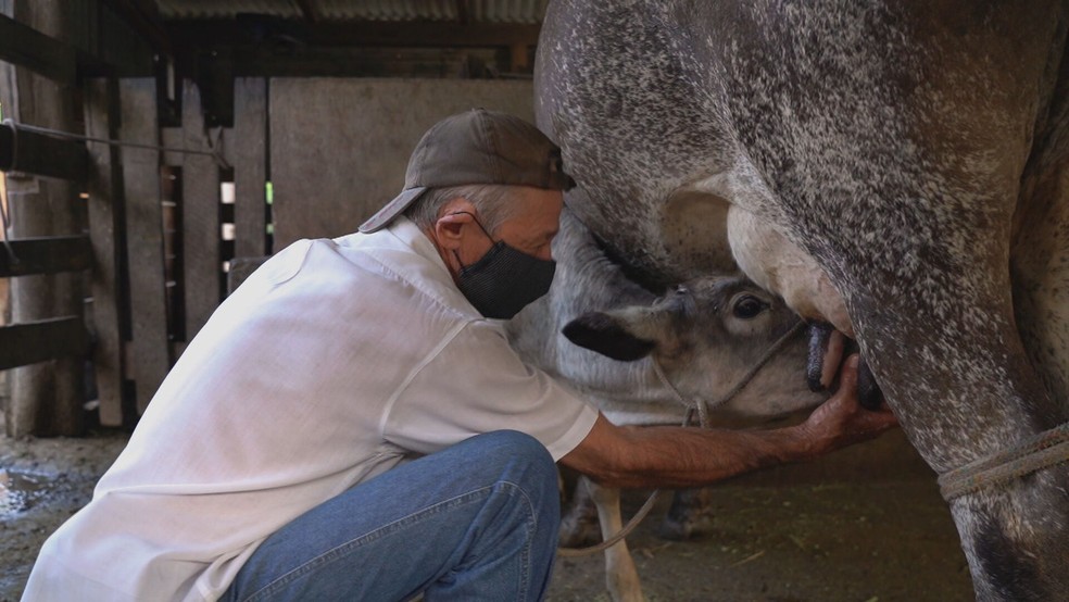 O Rio Grande do Norte apresentou redução na produção de leite, segundo pesquisa divulgada pelo IBGE. — Foto: Globo Repórter/ Reprodução