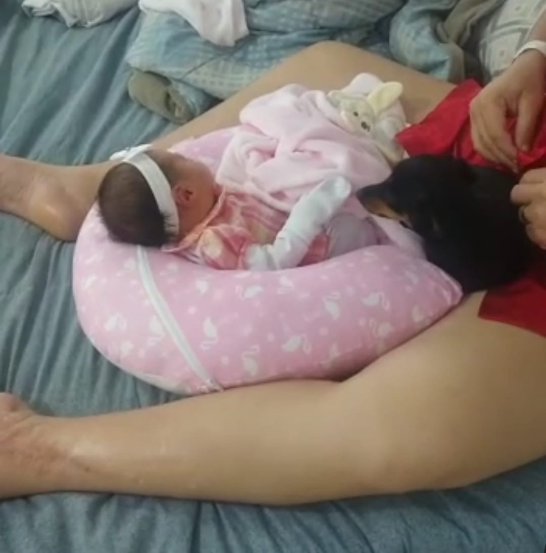 VÍDEOS: Cadela ciumenta não deixa ninguém encostar em bebê e viraliza em RO: 'pensa que é filhote dela'