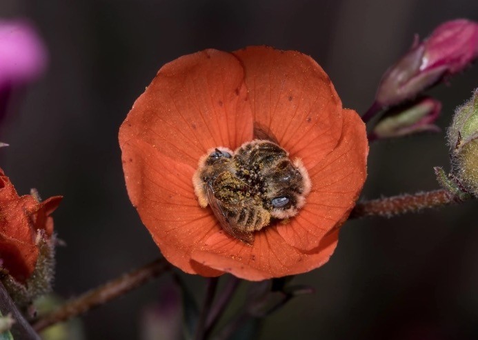 O fotógrafo de vida selvagem Joe Nelly conseguiu registrar um momento onde duas abelhas dormiam abraçadas no centro de uma flor (Foto: Reprodução / Joe Nelly / Hypescience)
