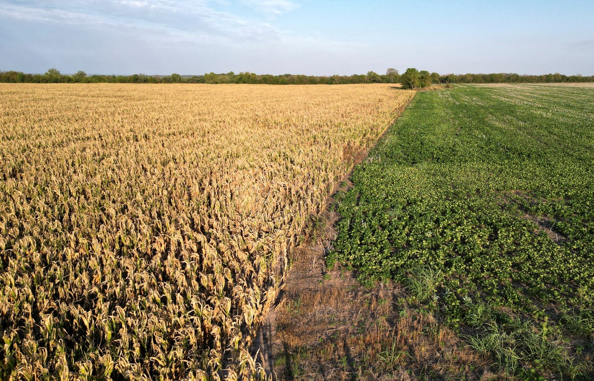 Es probable que llueva en el centro agrícola de Argentina después de que termine la sequía |  Agricultura