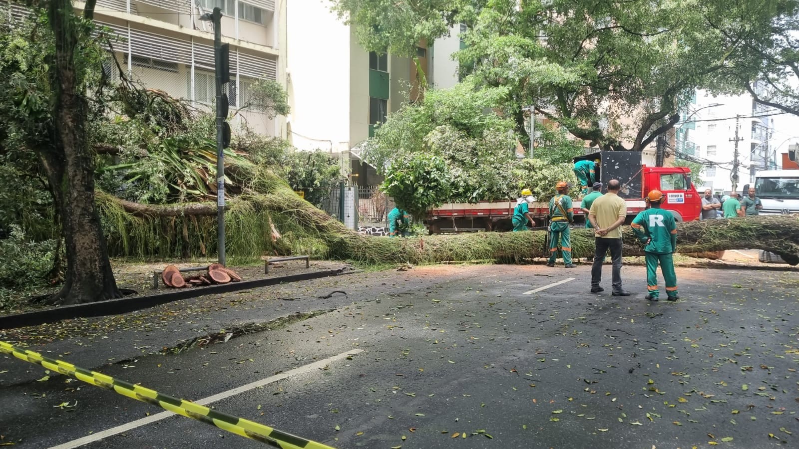 Árvore de grande porte cai em Salvador e fica atravessada em rua; trânsito precisou ser desviado