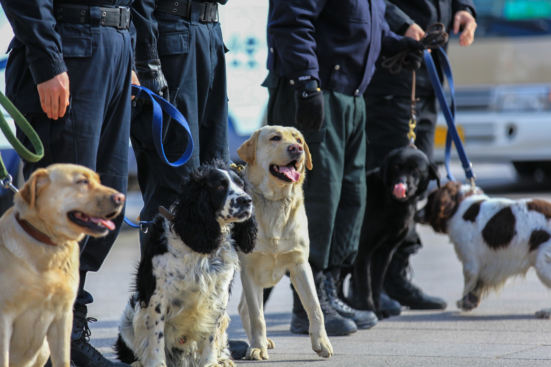 Chinese policemen are seen with their sniffer dogs during a security sweep of Tiananmen Square before the National People's Congress at the Great Hall of the People on March 8, 2015 in Beijing, China. (Foto: Getty Images)