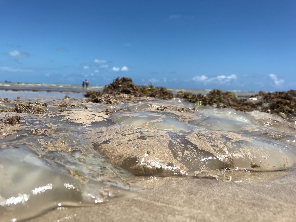 Clima do verão favorece a reprodução das águas-vivas. (Foto: Walter Paparazzo/G1)