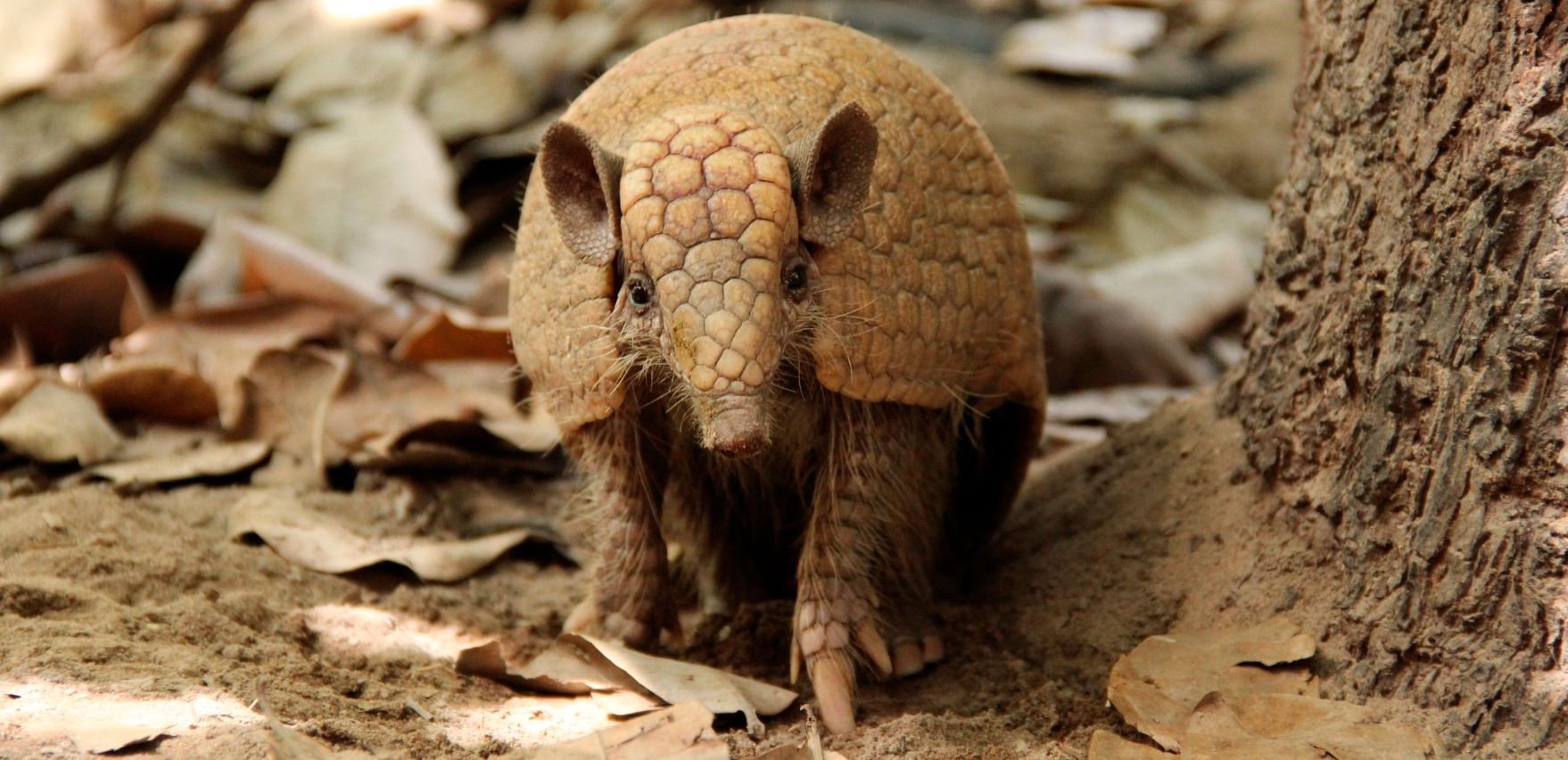 O Tatu-bola (Tolipeutes tricinctus) é uma das espécies brasileiras em perigo de extinção em função da perda de seu ambiente natural. (Foto: Liana Mara Mendes de Senna / ICMBio)