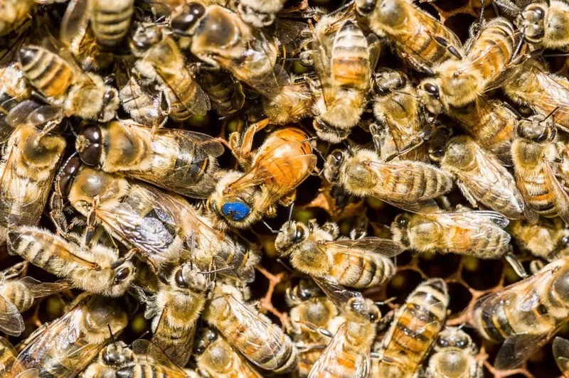 O mel tem muitos benefícios a oferecer para as abelhas (Foto: Getty Images )
