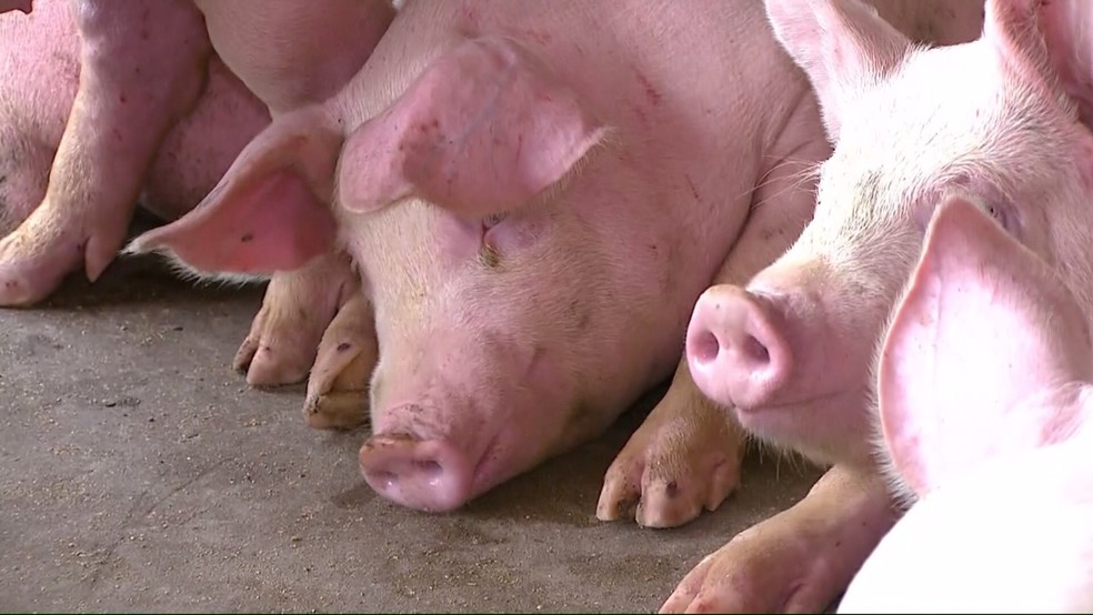 Exportação de carne suína cresceu 11,5% até agosto de 2021. — Foto: RPC Foz do Iguaçu