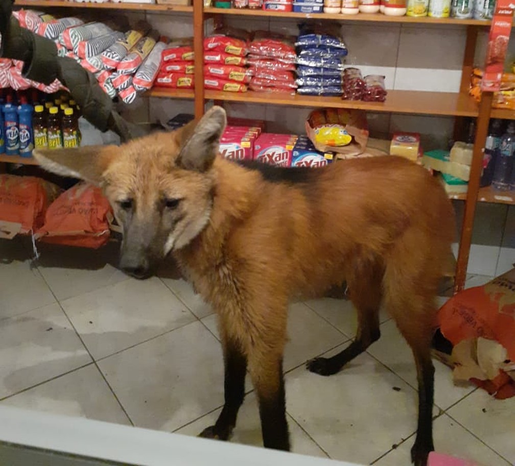 Lobo-guar&aacute; &eacute; imobilizado ap&oacute;s entrar em padaria de Campinas &mdash; Foto: Arquivo pessoal