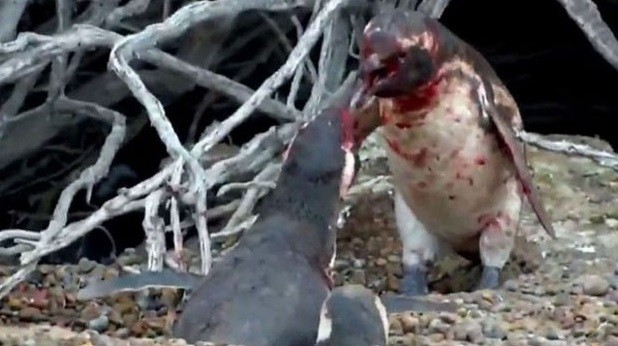 Batalha de pinguins pelo amor de uma fêmea