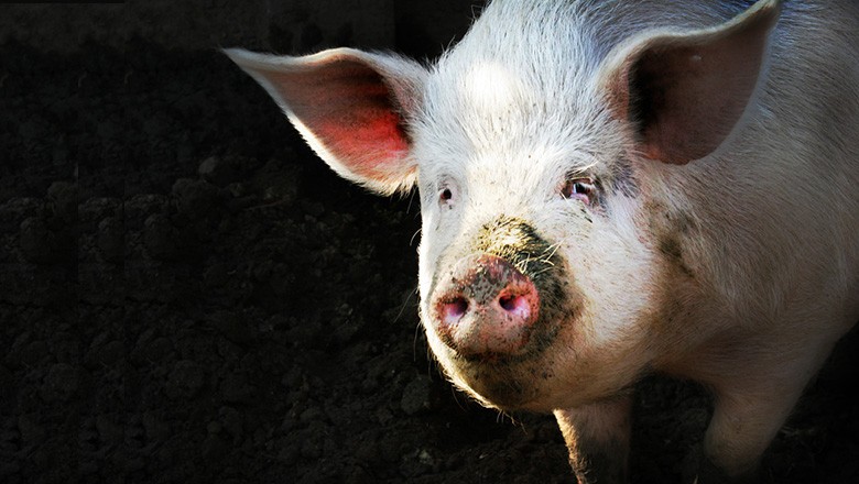 porco, China (Foto: Clemson / Flickr)