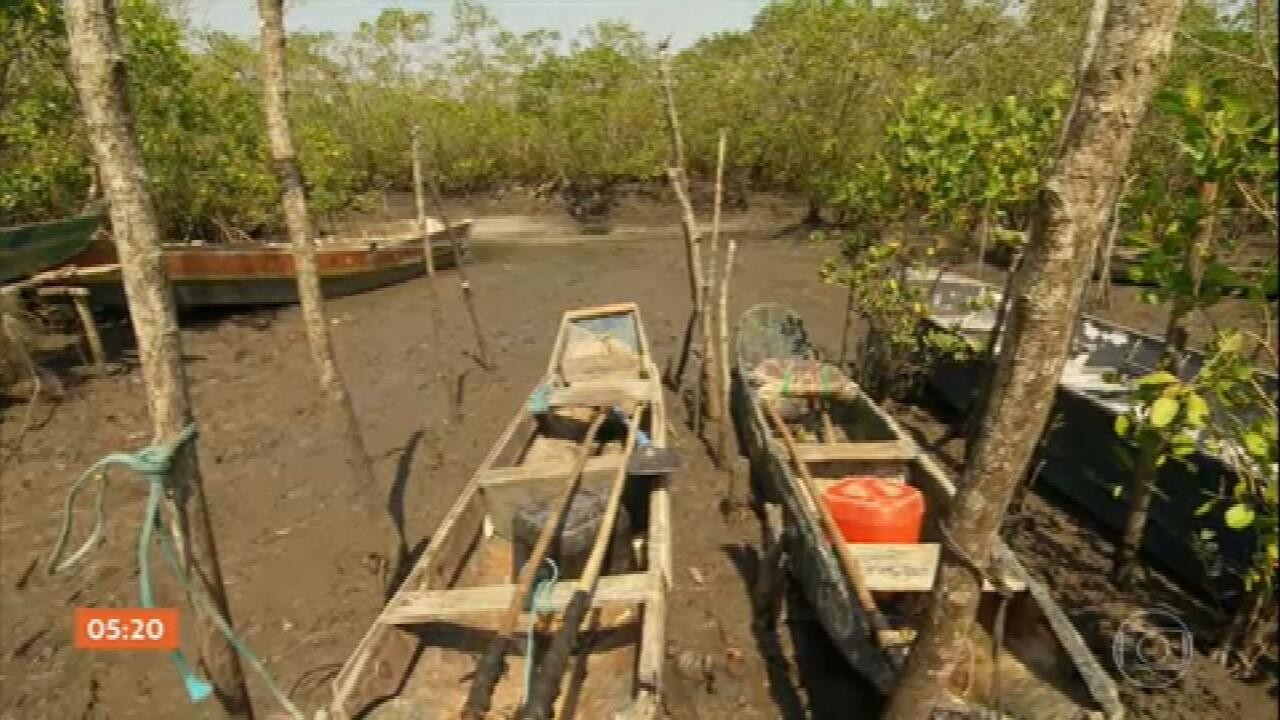 Entenda a importância das restingas e manguezais na biodiversidade