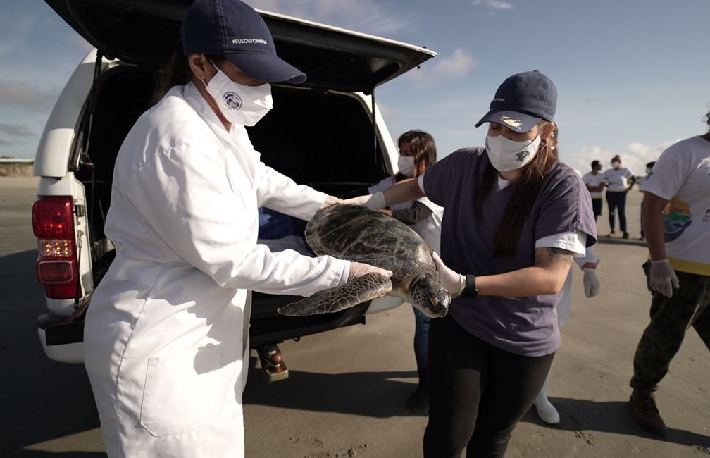 Programa de Recuperação da Biodiversidade Marinha analisou mais de 200 tartarugas-verdes e identificou tumores em metade delas — Foto: Maycon Hoffmann/RPC