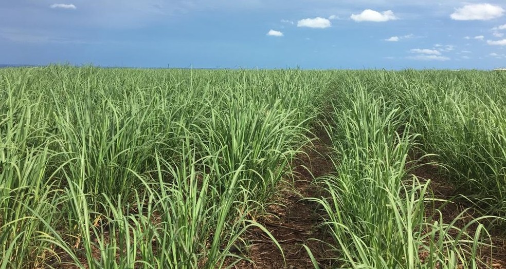 Qualidade da cana-de-açúcar melhorou em MS na safra 2018/2019 com relação à safra passada. — Foto: Biosul/Reprodução