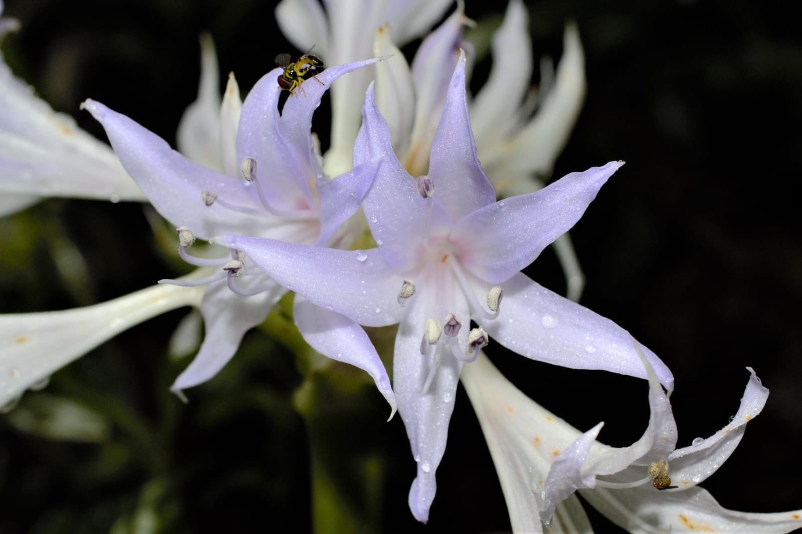 Considerada extinta, flor do grupo dos lírios é 'redescoberta' após mais de cem anos