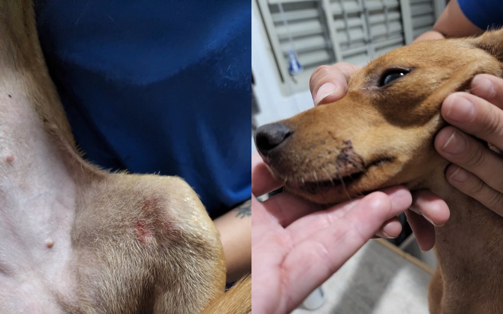 Homem é detido por chutar e empurrar cachorro de estimação contra parede no interior de SP; vídeo