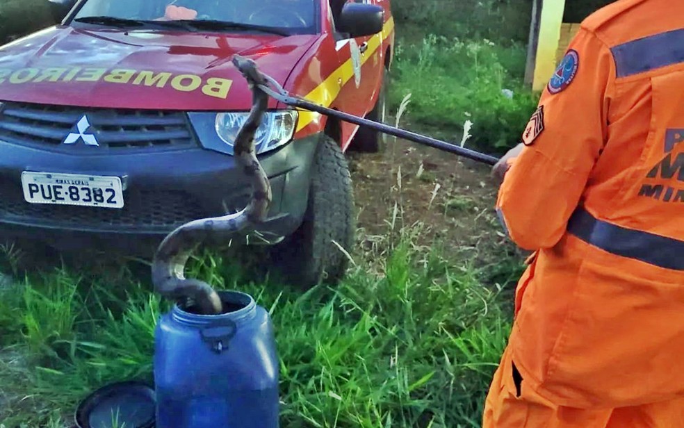 Jiboia é capturada comendo galinha em sítio, na zona rural de Guaxupé, MG — Foto: Corpo de Bombeiros