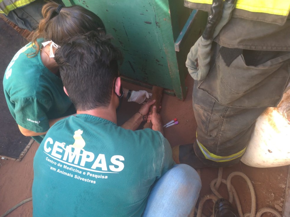 Animal foi sedado, capturado e devolvido à natureza — Foto: Polícia Militar Ambiental/Divulgação