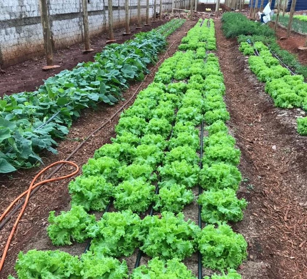 Dinheiro arrecadado com a venda das verduras é destinado a organizações sociais de Foz do Iguaçu. — Foto: Divulgação/Horta Solidária.