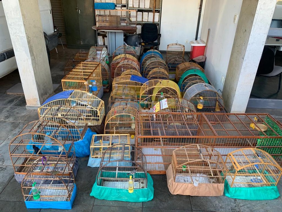 P&aacute;ssaros foram resgatados em casa de Salto &mdash; Foto: Divulga&ccedil;&atilde;o