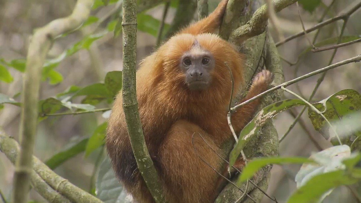 Agroecologia é estratégia para salvar populações de mico-leão-dourado ...